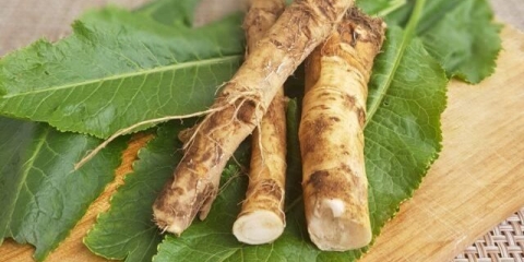 Korijen hrena: korisna svojstva i kontraindikacije, upotreba u tradicionalnoj medicini